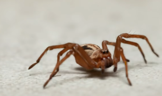 spiders-oh-my-treat-pest-control