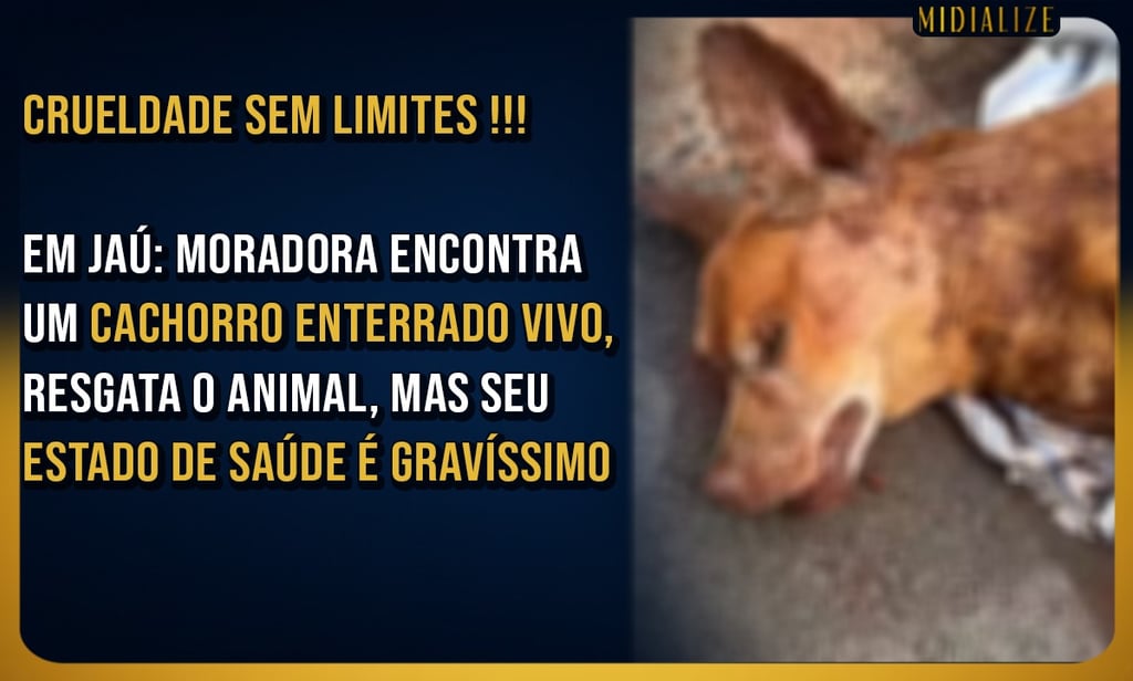 cachorro enterrado vivo
