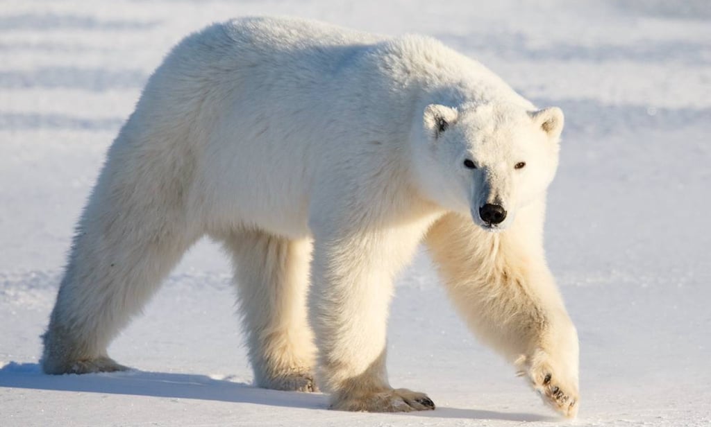 polar bear