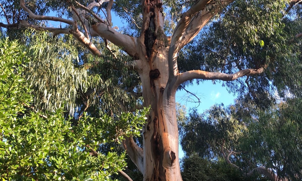 Large gum tree with defects, failures and decay.