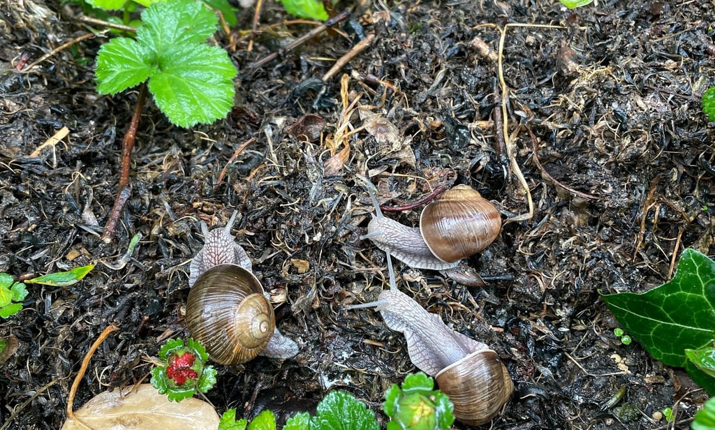 snails crawling on the ground with leaves and plants
