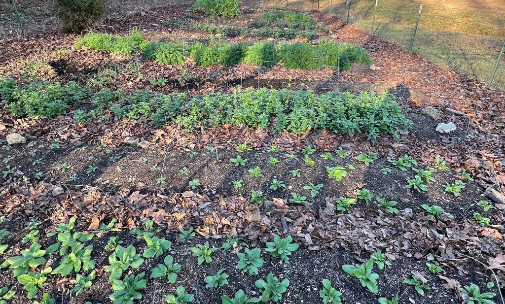 Tiny plants today, big blooms tomorrow 🌱