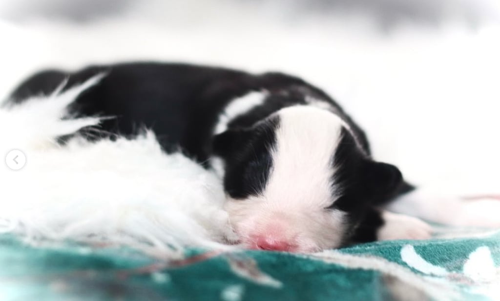 Yakutian laika puppies