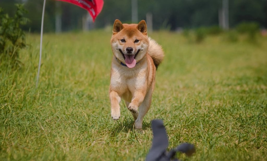 Training & Behavior Tips for Shiba Inu Puppies | Addington Shibas