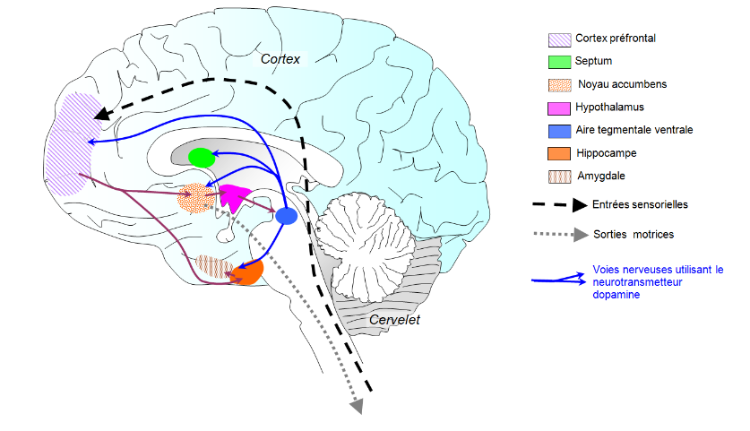 cerveau addiction dopamine hypnose Caen