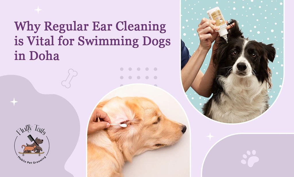 Why Regular Ear Cleaning Is Vital for Swimming Dogs in Doha