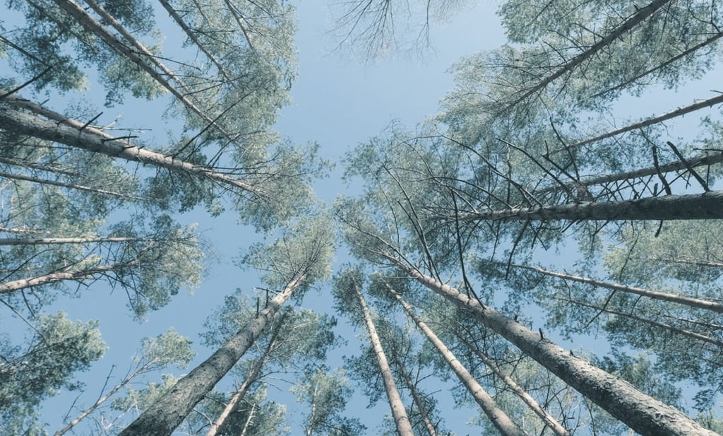 The image shows a forest, symbolizing investment growth or increase.