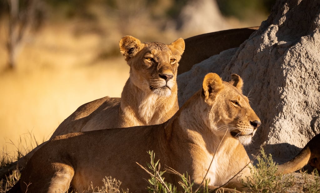 Deux lionnes sur une termitière 
