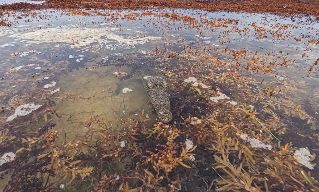 Cozumel crocodile