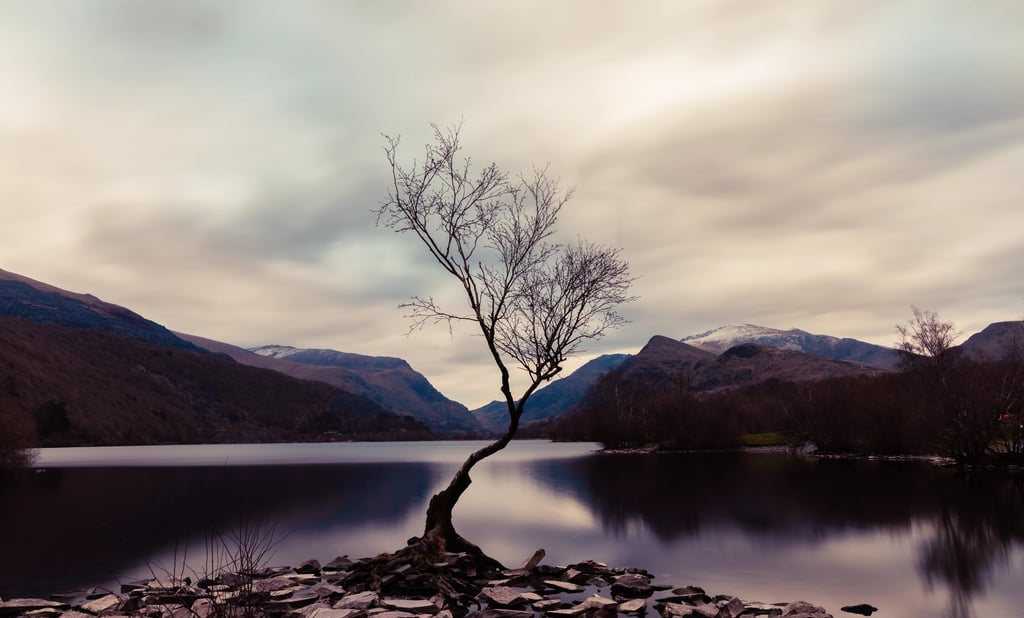 A lone silhouette tree at Llyn Padarn lake in Snowdonia with mountain views under a cloudy sky.
