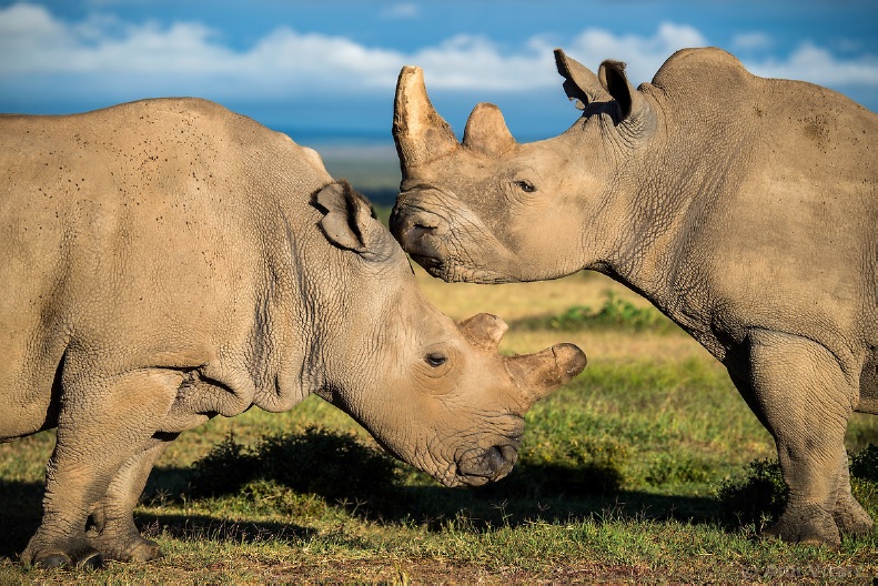 The last rhinos, 2017 ©Ami Vitale