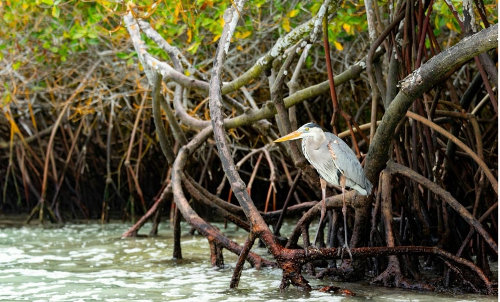mangrove