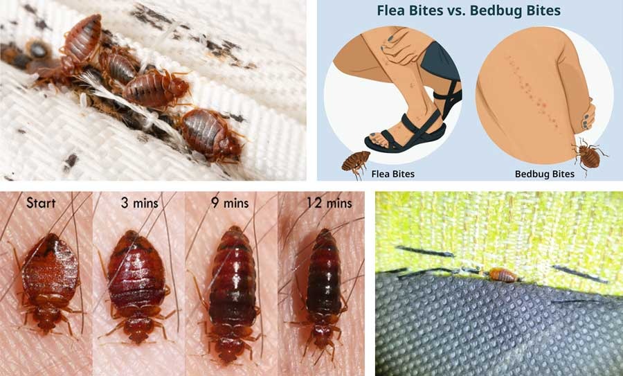 Bed bugs information
