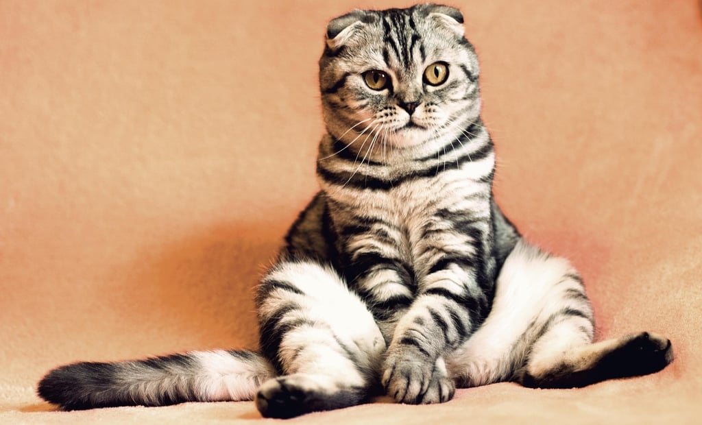 Pet Adoption Scams: How Fake Listings and Cute Photos Trick Animal Lovers
