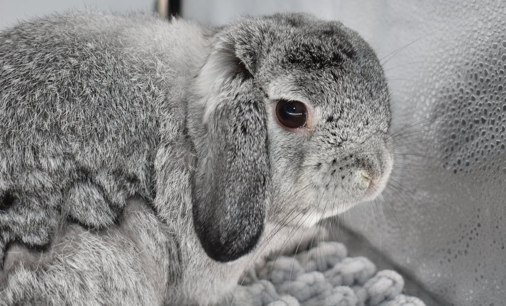 HCB's Stewart - solid chinchilla Holland Lop buck