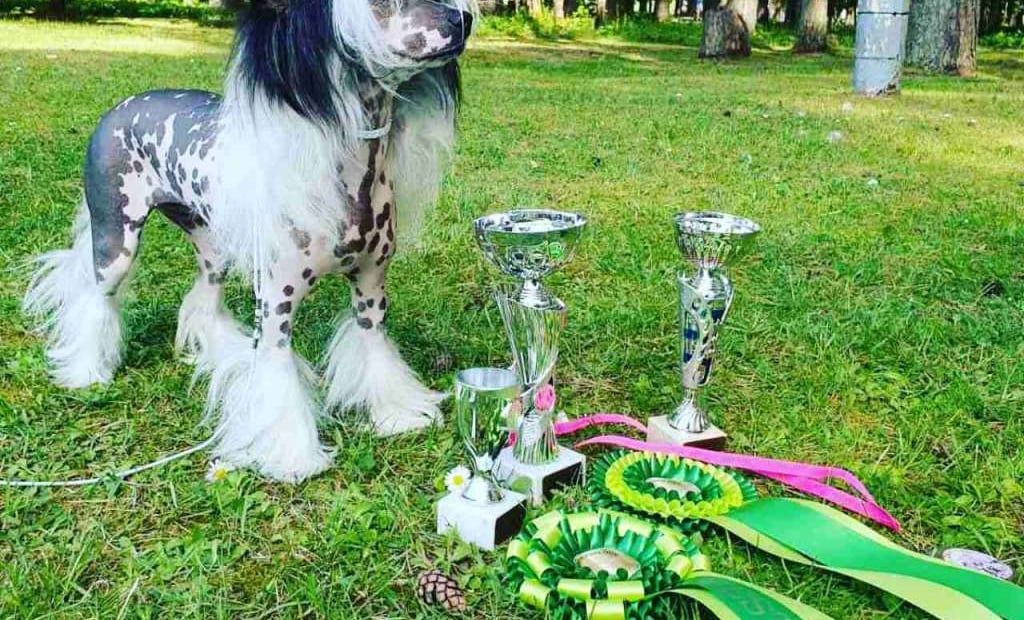 BOB, BIS JUNIOR-4, BIG-4 Grakstuole