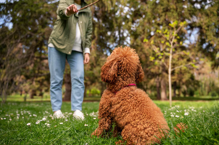 adorable-dog-training-park-nature-with-owner