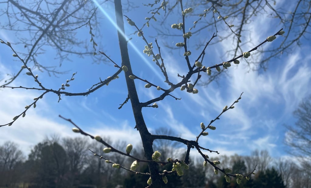 a tree with a few buds of flowers on it