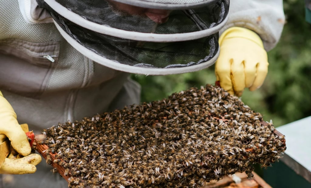 From Hive to Jar: Honey Production, Extraction Methods, and Quality Control