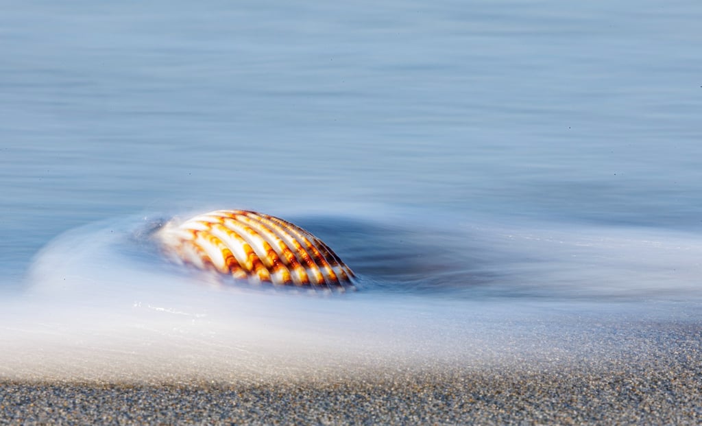 A striped sea shell on a sandy beach with long exposure ocean waves washing over it.