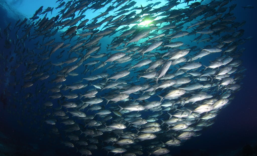 a school of fish swimming in the ocean