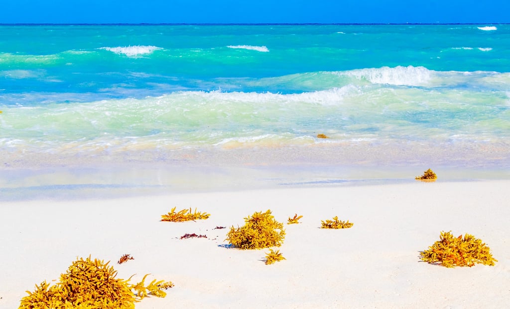 a dominican beach with a bunch of seaweed on the shore