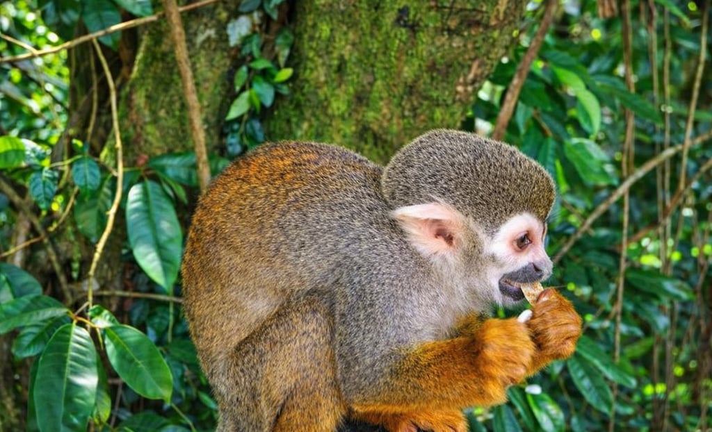 Squirrel monkey eating in tropical forest at Monkeyland Dominican Republic