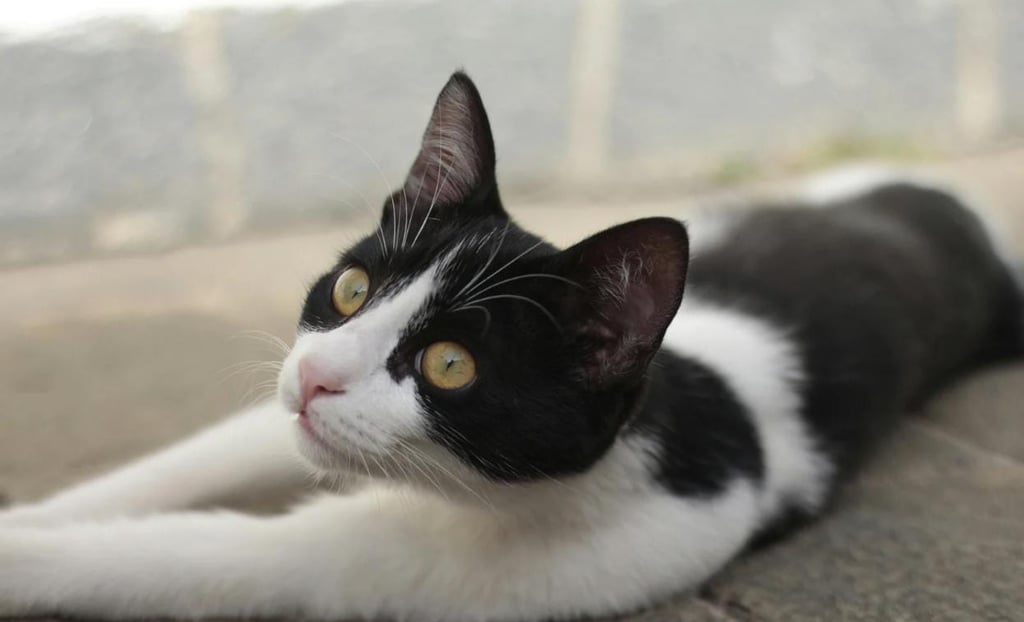 Gato Frajola O Felino Preto e Branco Mais Carismático