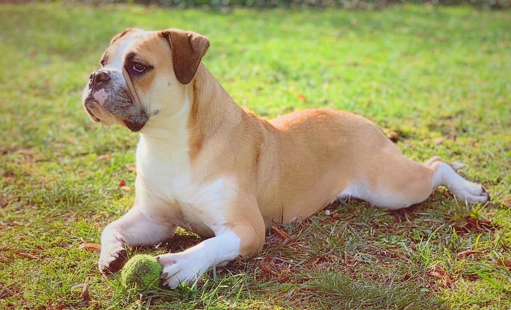 Nanna une bouledogue continental couchée dans l'herbe