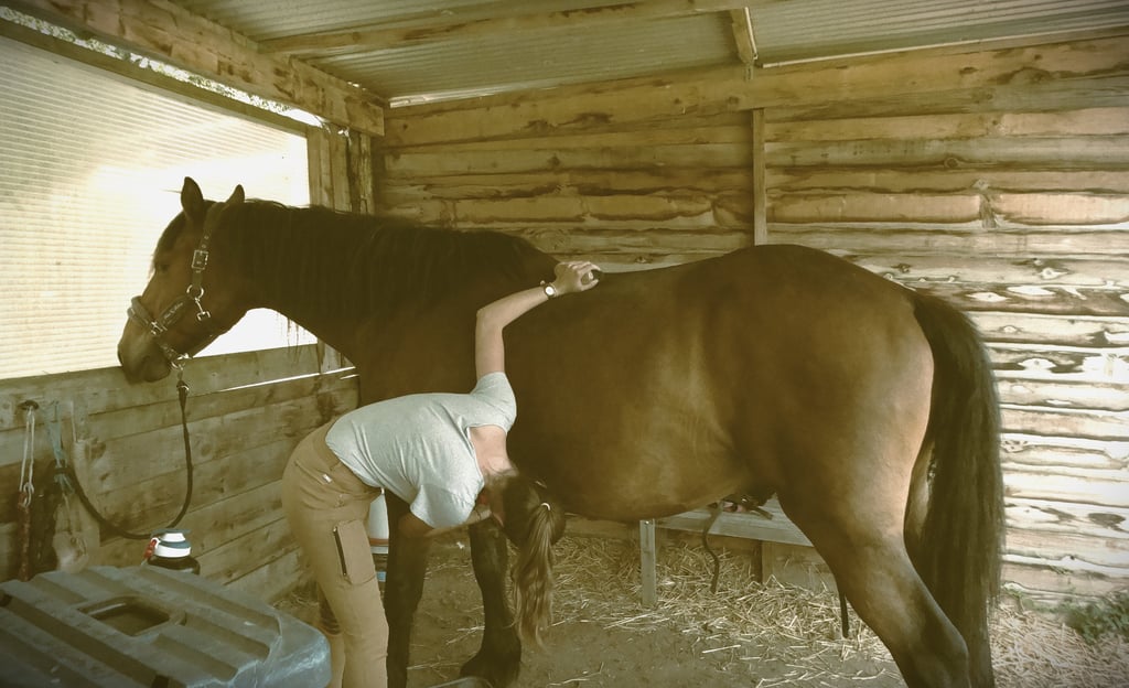 Jeune fille brossant son cheval lors d'une séance d'équithérapie