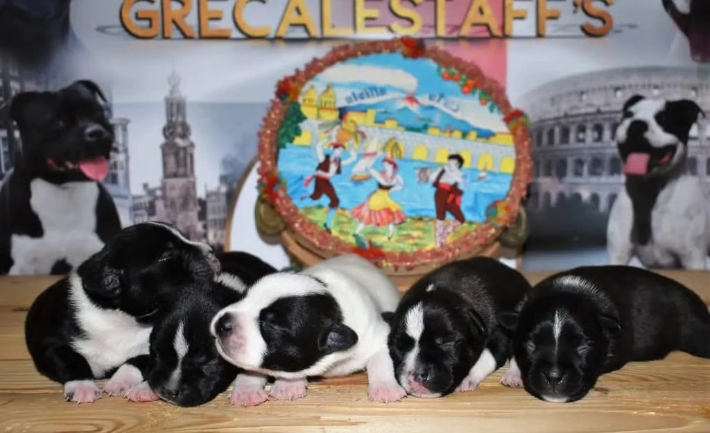 Staffy cuccioli bianco e nero sul tavolo con sfondo i Genitori campioni e testati per la salute