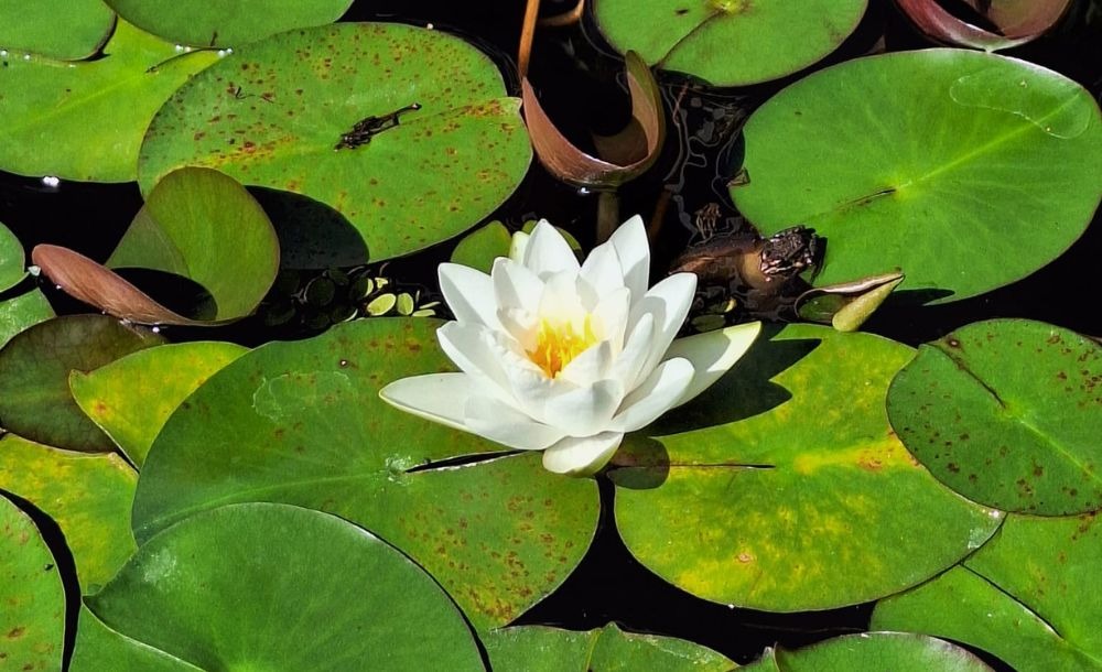 a white flower in a pond with green leaves