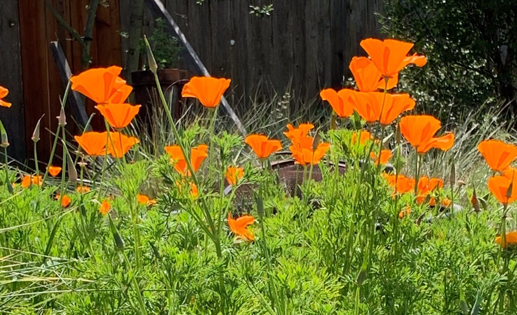 green California poppies with their orange flowers glowing in the sun