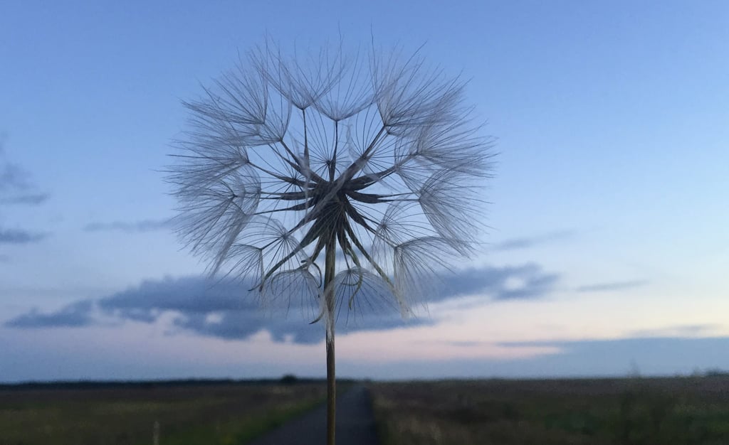 A delicate dandelion seed head against a twilight sky, symbolizing fragility and transformation.