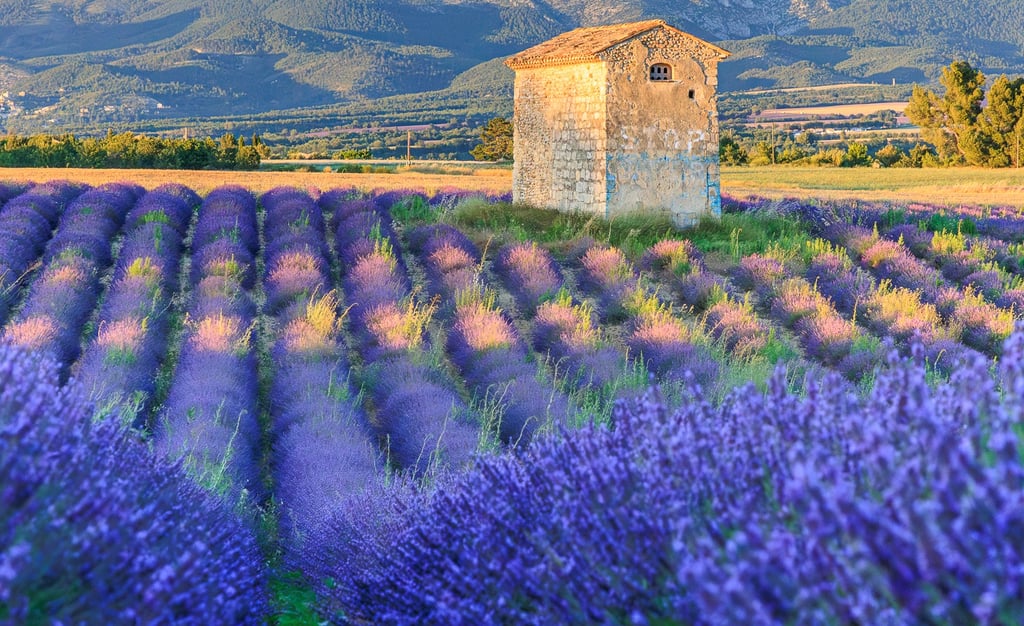 A stone farm building in a blooming purple lavender field in Provence, France at sunset.