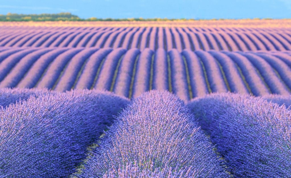 Rows of blooming purple lavender plants in a vast field under a blue sky in Provence, France.