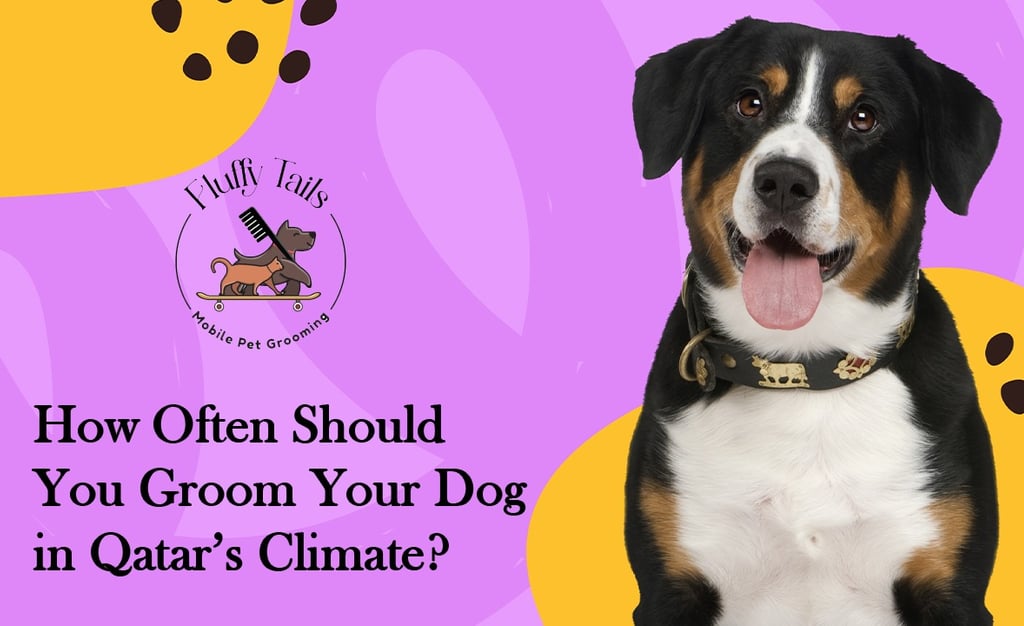 How Often Should You Groom Your Dog in Qatar’s Climate