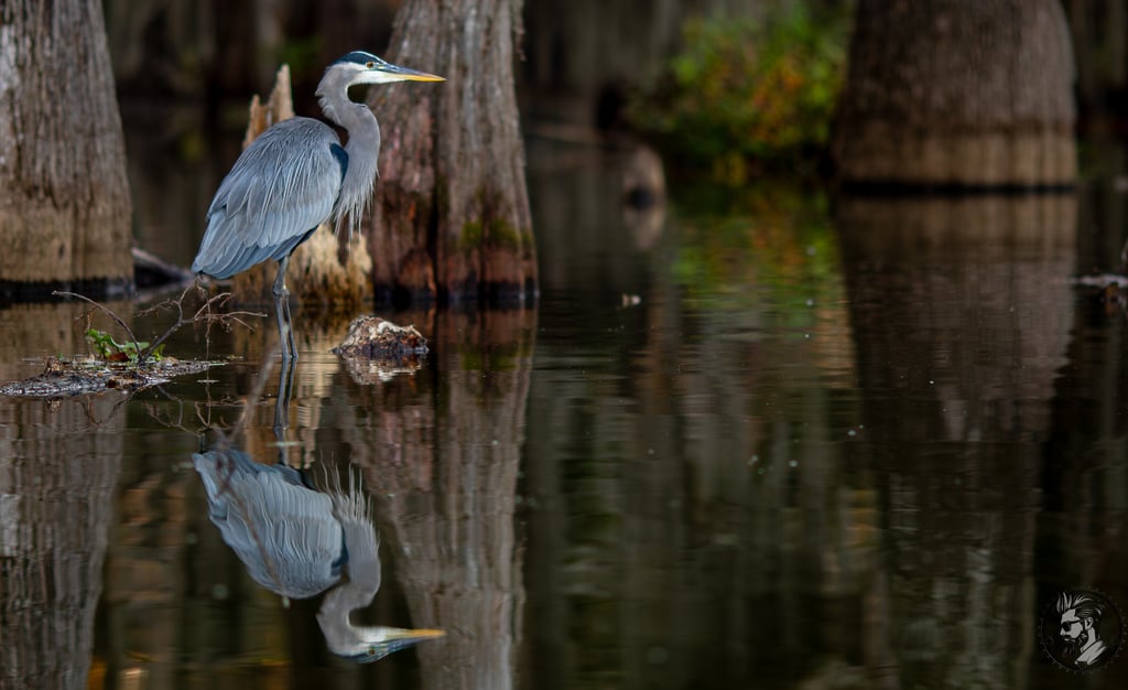 great blue heron fishing in lake martin with mirror like reflection