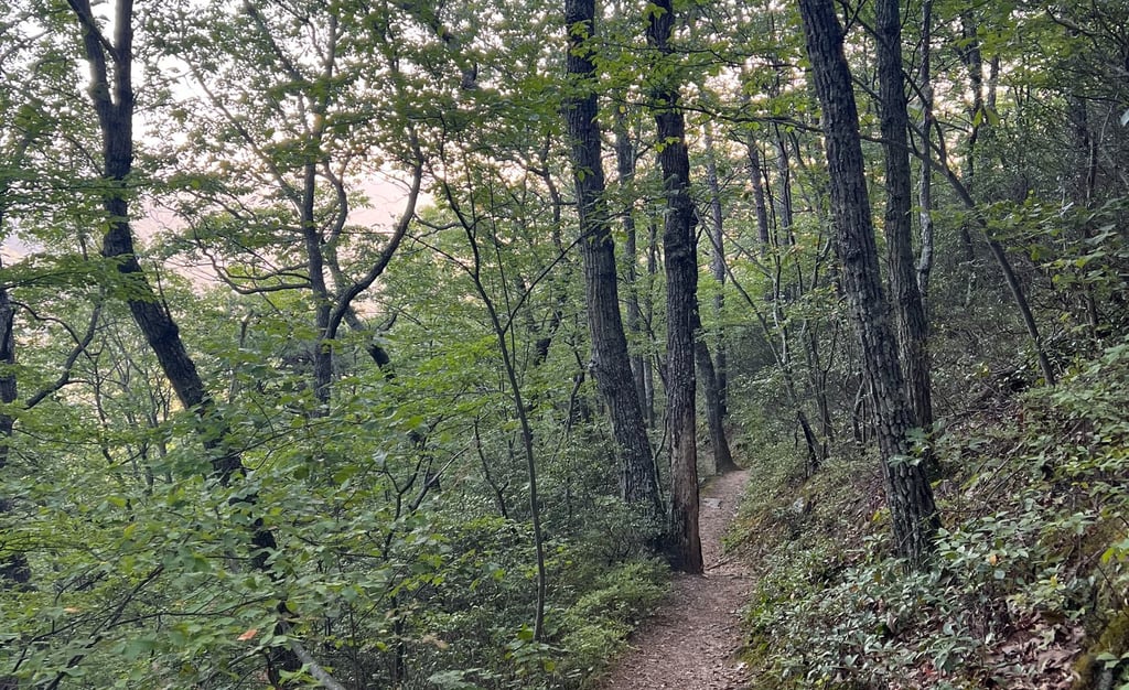 a trail leading up a steep hill in the woods