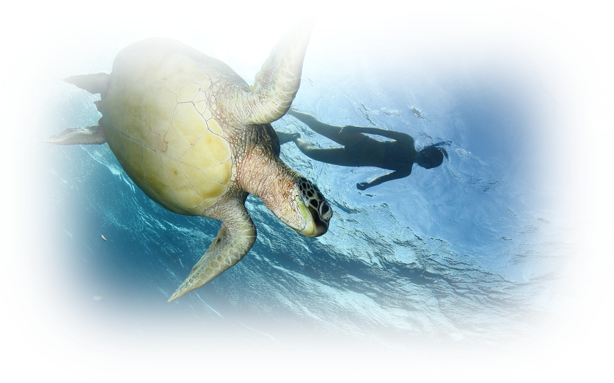 a turtle turtle turtle turtle turtle turtle turtle turtle turtle turtle turtle turtle turtle turtle turtle