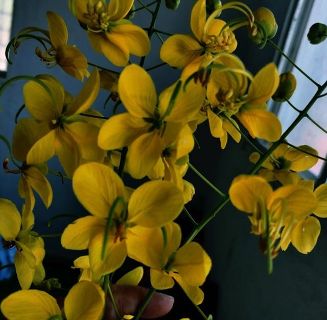Flower bunch of Cassia fistula