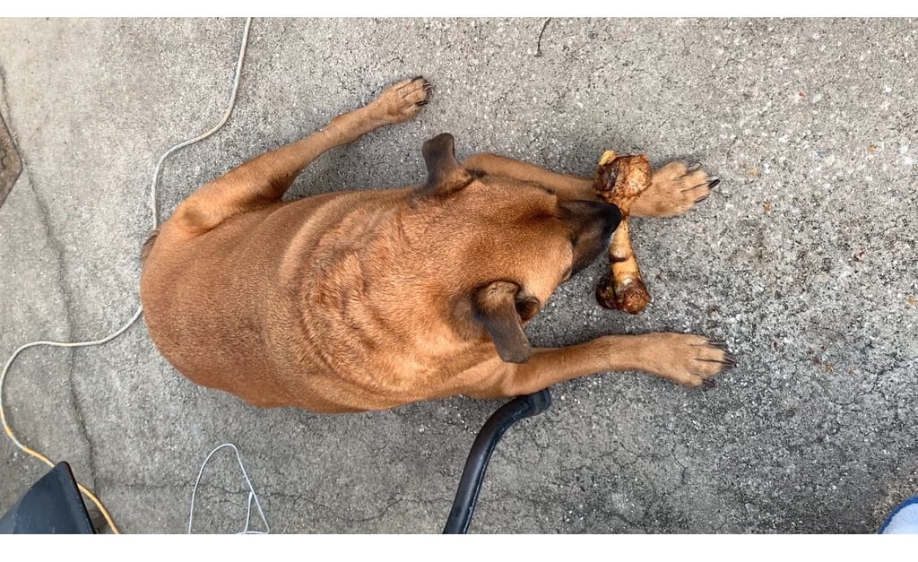 Brown dog eating bone