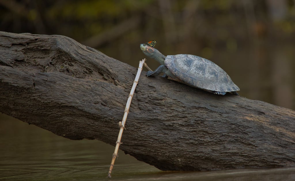 What to Eat at High Altitude in Peru — Best Foods for Acclimatization & Energy