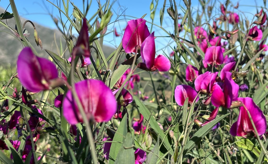 fresh purple flowers in the mountains