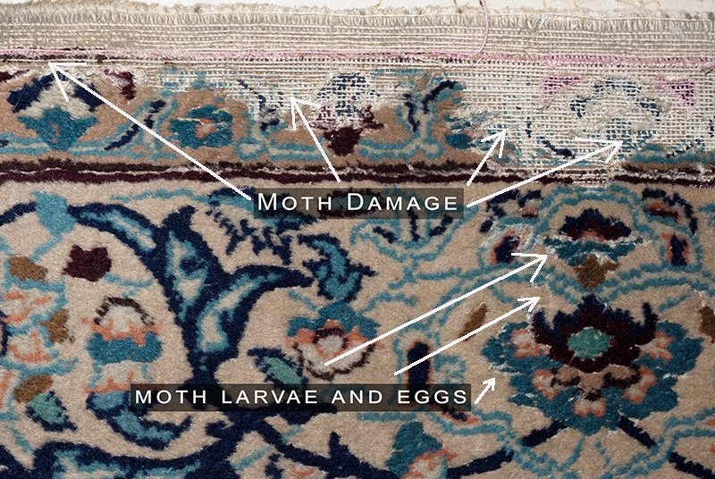 Moth Damaged Rug With Live Larvae and Eggs