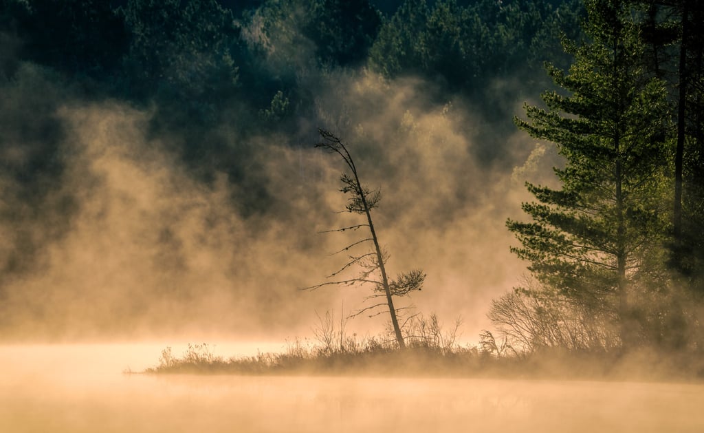 a lone tree in the middle of a foggy lake