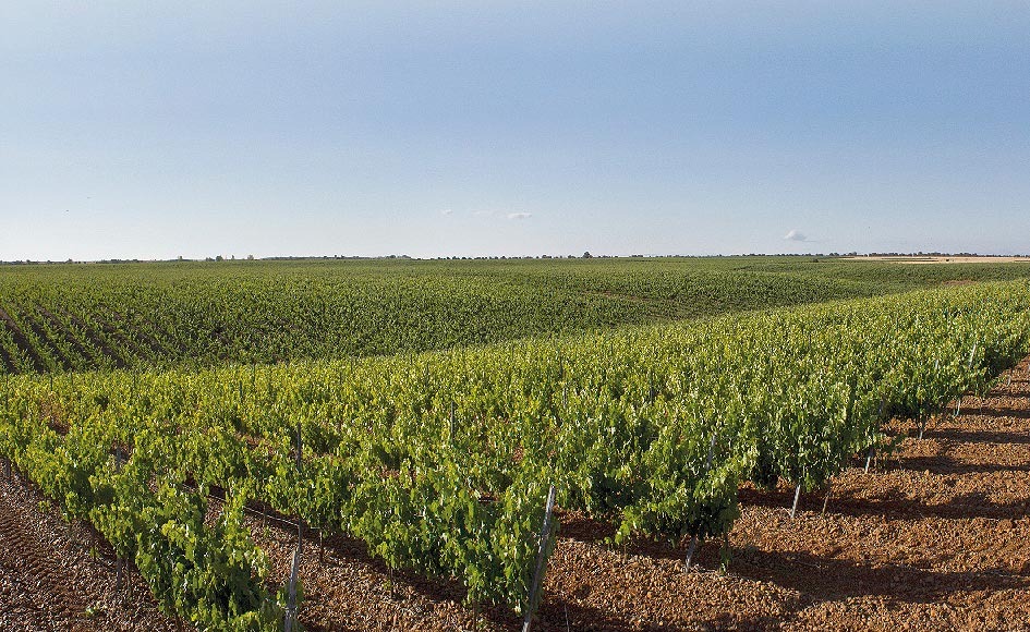 bodega Meóriga viñedos