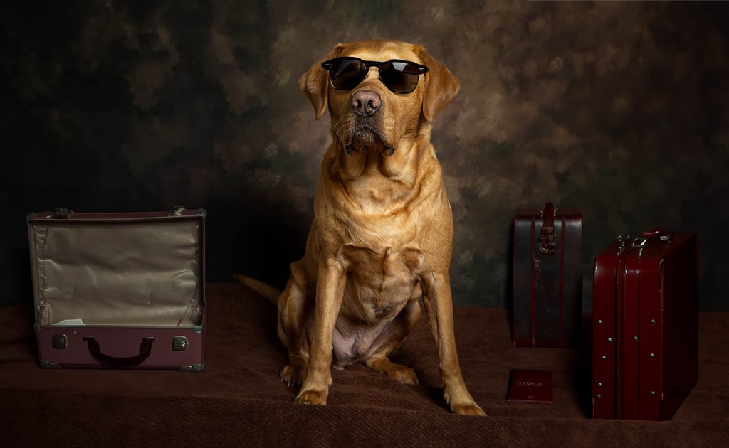 LokiPawtraits - Pet Photography