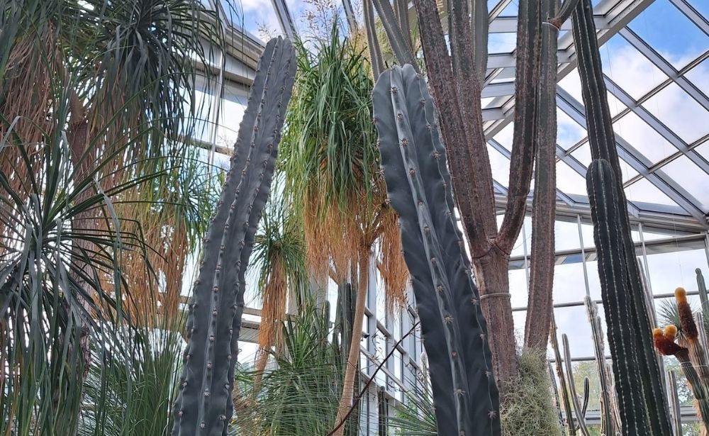 two tall cacti standing between other high cactus plants