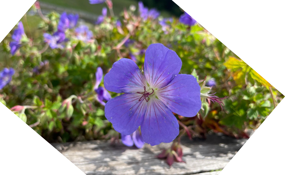 a bushy purple flower named Meadow Cranesbill